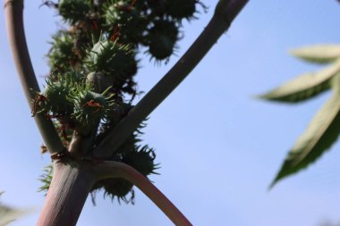 Hint yağı bitkisinin mor dikenli meyvelerinin seçici odak noktasında yakın çekimi. Sebze bahçesinde riinus komünü.