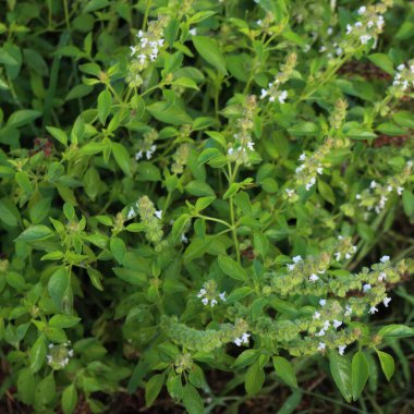 Ocimum bazilika sitriodorum veya sebze bahçesinde bir sürü beyaz çiçeği olan limon fesleğeni bitkisi