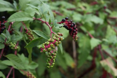 Phytolacca amerikanın yeşil ve mor meyveli dalları. Yaz mevsiminde bahçede çalı bitkisi