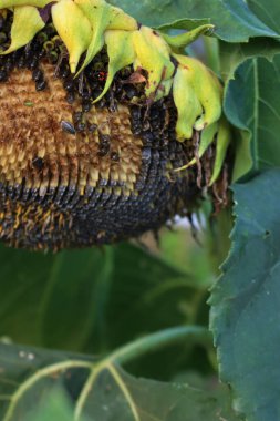 Sonbahar mevsiminde solmuş cüce ayçiçeği ve kuşlar tarafından yenmiş bir sürü siyah tohum.