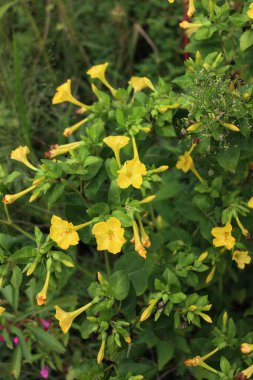 Mirabilis jalapa plant in bloom with beautiful yellow flowers in the garden on summer clipart