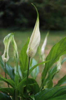 Spathiphyllum plant in bloom with many white flowers against green background clipart