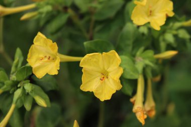 Close-up of Mirabilis jalapa beautiful yellow flowers in the flowerbed on summer clipart