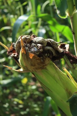Mısır ezmesi. Mısır tarlasında Ustilago Maydis hastalığı. Mısır koçanı üzerinde mantar hastalığı