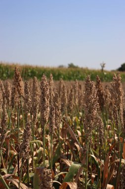 Kuru kahverengi Sorghum ya da tarladaki darı bitkileri mavi gökyüzüne karşı hasat etmeye hazır. Kuzey İtalya 'da Sorghum tarım ekimi