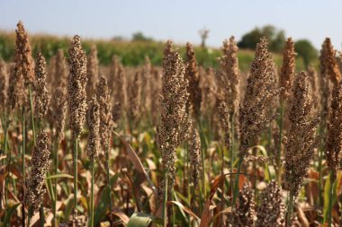 Kuru kahverengi Sorghum ya da tarladaki darı bitkileri mavi gökyüzüne karşı hasat etmeye hazır. Kuzey İtalya 'da Sorghum tarım ekimi