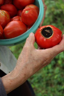 Yanık hastalığı olan kırmızı yuvarlak domatesli kadınların el ele çekimleri. Phytophthora istilası