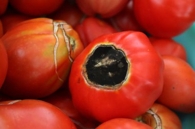 Red round tomato with late blight disease in a plastic bowl with other tomatoes. Phytophthora infestans clipart