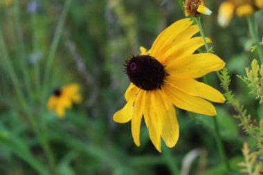 Parlak sarı rudbeckia çiçekleri aynı zamanda Siyah Gözlü Susan olarak da bilinir.