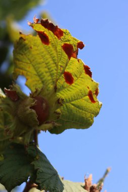 Close up of hazel tree with red spots on leaves. Diseased Corylus avellana with hazelnuts on blue sky clipart