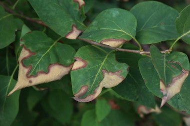 Güneşin ısısından kaynaklanan güneşte yanmış yeşil leylak yaprakları. Şırınga yazın bayağıdır. 