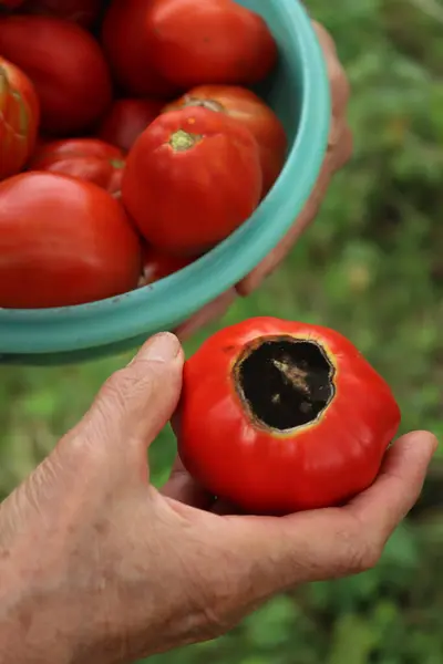 Stock image Close-up of womans hand holding red round tomato with late blight disease. Phytophthora infestans