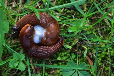 Two Arion vulgaris or spanish slugs during mating on green grass on a rainy day clipart