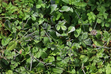 Fungal disease on a meadow, Close-up of gray mold on green grass  clipart