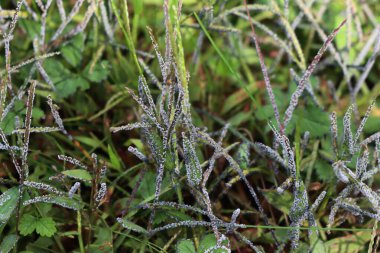 Fungal disease on a meadow, Close-up of gray mold on green grass  clipart