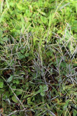 Fungal disease on a meadow, Close-up of gray mold on green grass  clipart