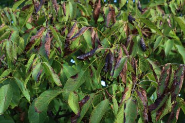 Yazın yapraklarında kahverengi lekeler olan Ceviz ağacına yakın çekim. Juglan Rejim Ağacı