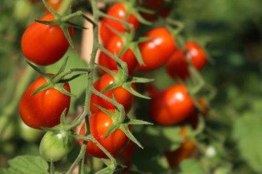 Yaz mevsiminde sebze bahçesinde olgunlaşmış pek çok Datterino ya da Cherry domatesinin seçici odak noktasında yakın plan çekimleri