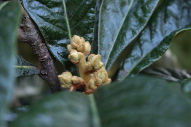 Loquat ağacının beyaz çiçekleri Japon medlar olarak da bilinir: Eriobotrya japonica ağacı çiçek açtı