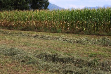 Yazın çimleri biçilmiş çayıra yakın çekim. Sahada arka arkaya saman. Kuzey İtalya 'da tarım alanı