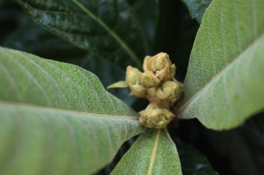 Loquat ağacının beyaz çiçekleri Japon medlar olarak da bilinir: Eriobotrya japonica ağacı çiçek açtı