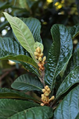 Loquat ağacının beyaz çiçekleri Japon medlar olarak da bilinir: Eriobotrya japonica ağacı çiçek açtı