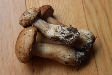 Three Porcino mushrooms on wooden table. Boletus edulis clipart