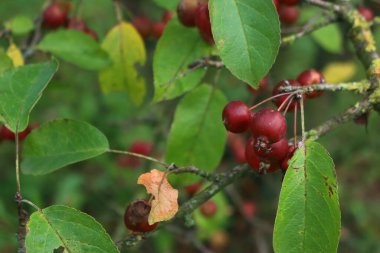 Dallardaki küçük, yenilebilir kırmızı elmalar. Sonbahar arkaplanı 