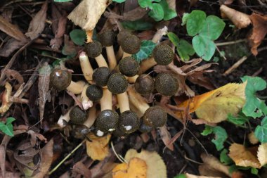 Top view of clump of Honey Fungus mushroom in the forest. Armillaria mellea clipart