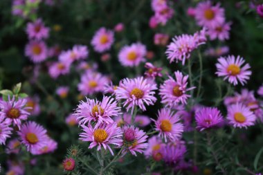 Bahçede bir demet Mor Aster çiçeği. Aster Frikarti çiçekleri 