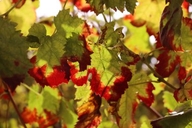 Sonbahar mevsiminde Pinot üzüm bağında kırmızı ve sarı sarmaşık yapraklarının yakın çekimi. Vitis vinifera ekimi