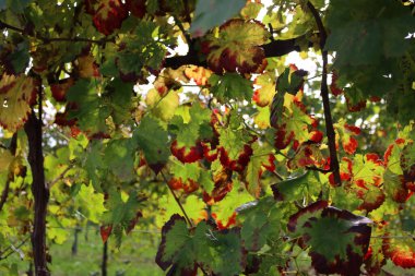 Sonbahar mevsiminde Pinot üzüm bağında kırmızı ve sarı şarap yaprakları. Vitis vinifera ekimi