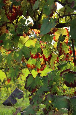Sonbahar mevsiminde Pinot üzüm bağında kırmızı ve sarı şarap yaprakları. Vitis vinifera ekimi