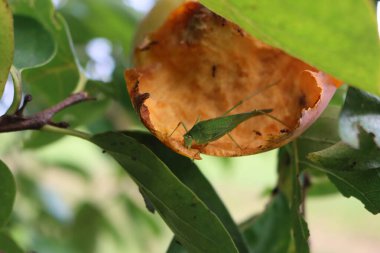 Meyve bahçesindeki bir hurma ağacının üzerindeki yeşil çekirgeye yakın plan. Diospyros kaki 'deki Caelifera