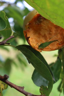 Meyve bahçesindeki bir hurma ağacının üzerindeki yeşil çekirgeye yakın plan. Diospyros kaki 'deki Caelifera