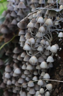 Ormandaki bir huş ağacının gövdesine küçük gri mantarlar yakın plan. Coprinellus veya Coprinus yayılımı 