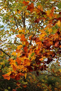 Yellow and orange leaves of Tulip tree in the garden on autumn. Liriodendron tulipifera. Autumn background clipart