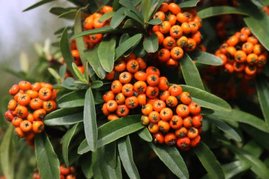 Pyracantha koidzumii yaygın olarak Formosa ateş dikeni olarak bilinir ya da birçok portakal çileği ile Tayvan ateş dikeni