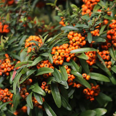 Pyracantha koidzumii commonly known as Formosa firethorn or Taiwan firethorn with many orange berries clipart