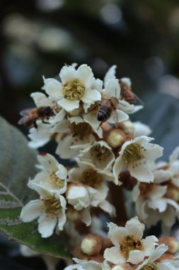 Close-up of apis mellifera on Eriobotrya japonica tree in bloom. Honey bees on white flowers of Loquat tree also called Japanese medlar  clipart