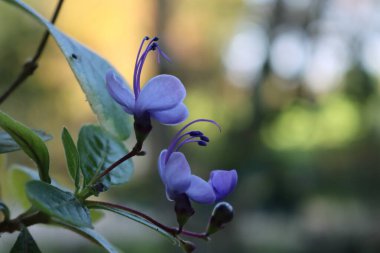 Clerodendrum myricoides 'Ugandense' in bloom. Rotheca myricoides. Plant with blue flowers in shape of a butterfly