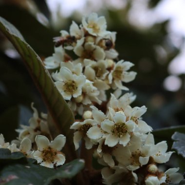 Close-up of apis mellifera on Eriobotrya japonica tree in bloom. Honey bees on white flowers of Loquat tree also called Japanese medlar  clipart