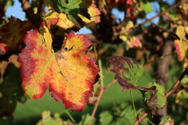 Sonbahar mevsiminde Pinot üzüm bağında mavi gökyüzüne karşı kırmızı ve sarı sarmaşık yapraklarının yakın çekimi. Vitis vinifera ekimi 
