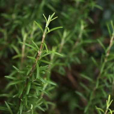 Bahçedeki Rosemary bitkisinin yakın çekimi. Rosmarinus officinalis