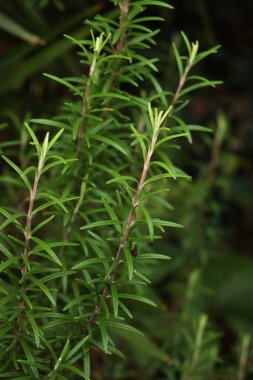 Bahçedeki Rosemary bitkisinin yakın çekimi. Rosmarinus officinalis