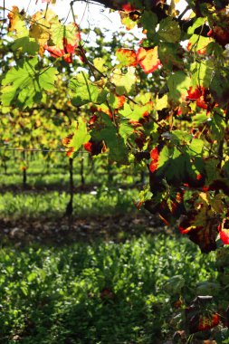 Sonbahar mevsiminde Pinot üzüm bağında kırmızı ve sarı şarap yaprakları. Vitis vinifera ekimi 