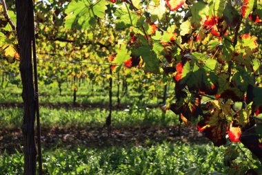 Sonbahar mevsiminde Pinot üzüm bağında kırmızı ve sarı şarap yaprakları. Vitis vinifera ekimi 