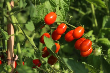 Yaz mevsiminde sebze bahçesinde birçok kırmızı olgun Datterino ya da Cherry domateslerinin yakın çekimi. 