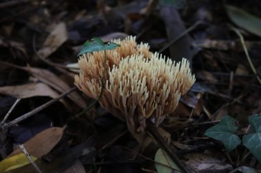 Ramaria Pallida 'ya yakın çekim. Ormanda yeşil sarmaşığın yanında yerde beyaz mantarlar
