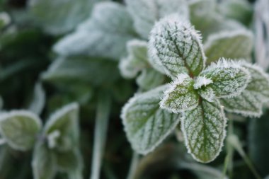 Kış mevsiminde yaprakları don kaplı yeşil nane bitkilerine yakın çekim. Mentha